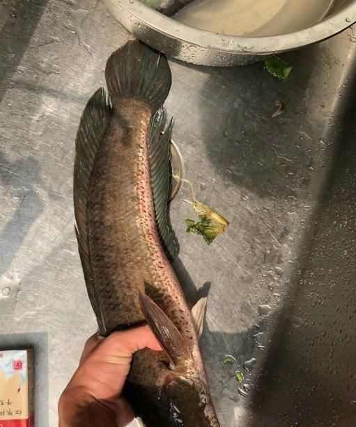 河道|贵州一河道涨水后七星鱼泛滥，钓鱼人：近两年才开始出现