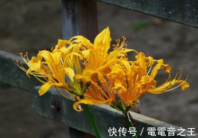 不一样花色的“彼岸花”,秋高气爽种植正佳,花期长花姿美