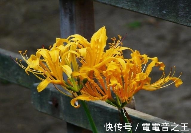 恶魔|不一样花色的“彼岸花”，秋高气爽种植正佳，花期长花姿美