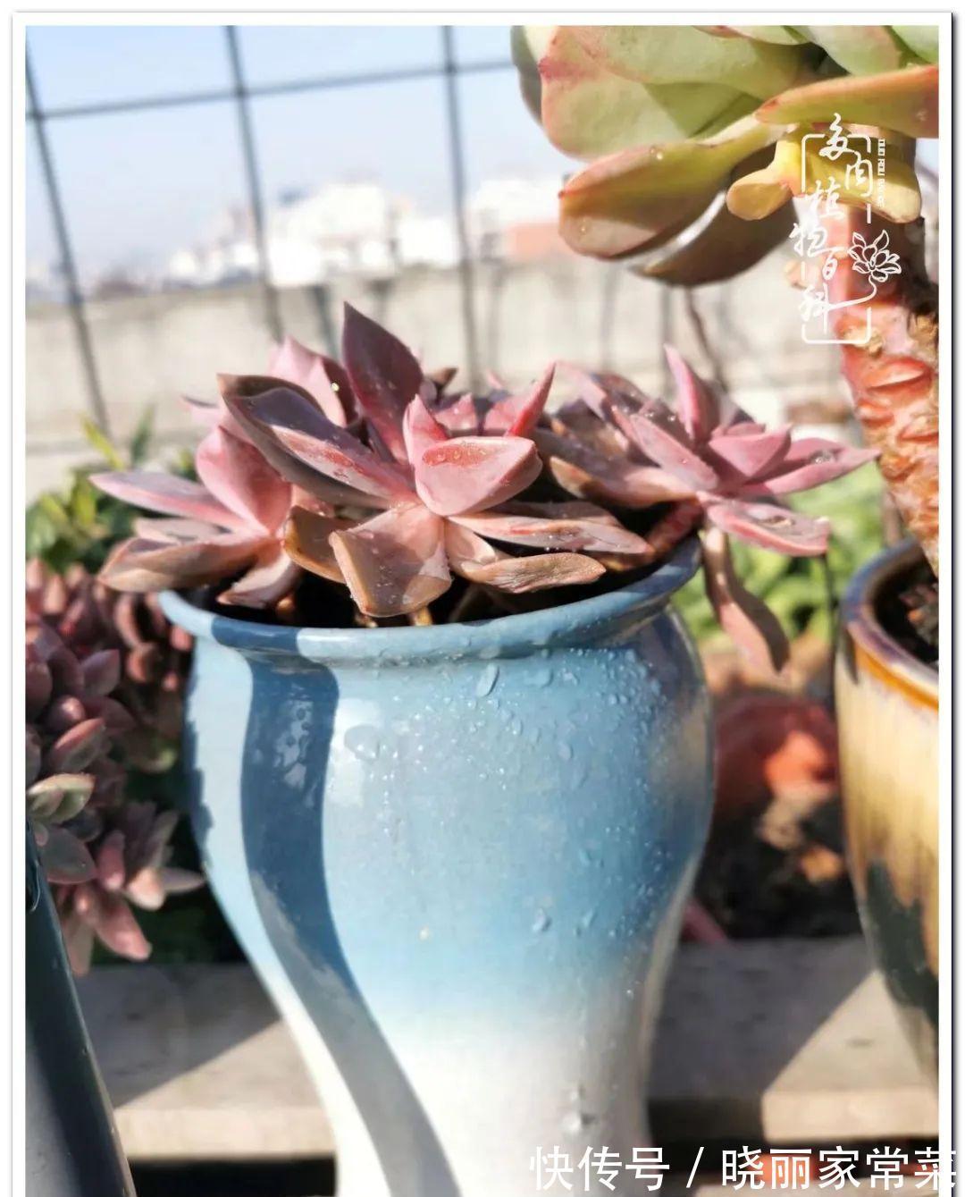 百科|多肉之路,让我沉醉,浮世三千,有肉就欢!