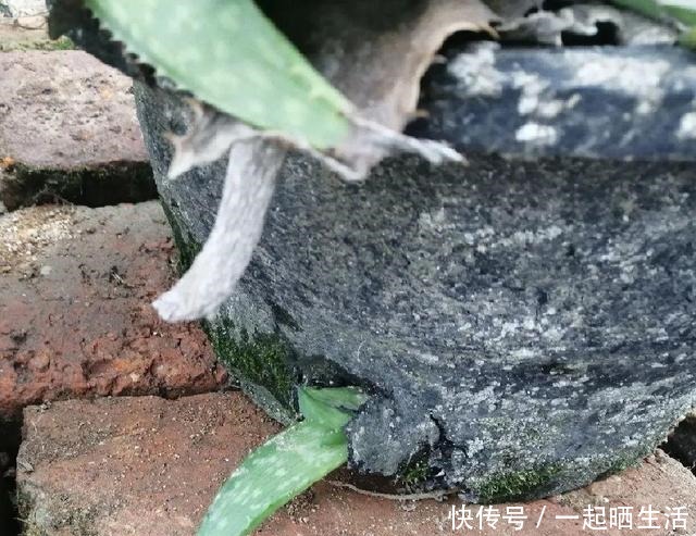 花上长了这个，再不换盆，就要憋死了！花上长了这个，再不换盆，就要憋死了！