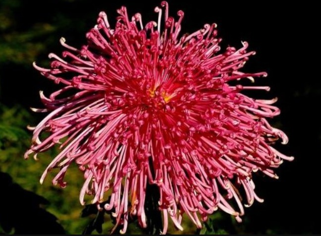 喜欢菊花，不如养盆“菊之珍品”，开花爆成花海，美娇娘