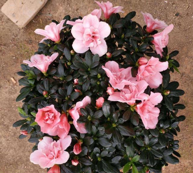 养杜鹃花，现在做“2件小事”，到了春节就开花，叶茂盛花苞多