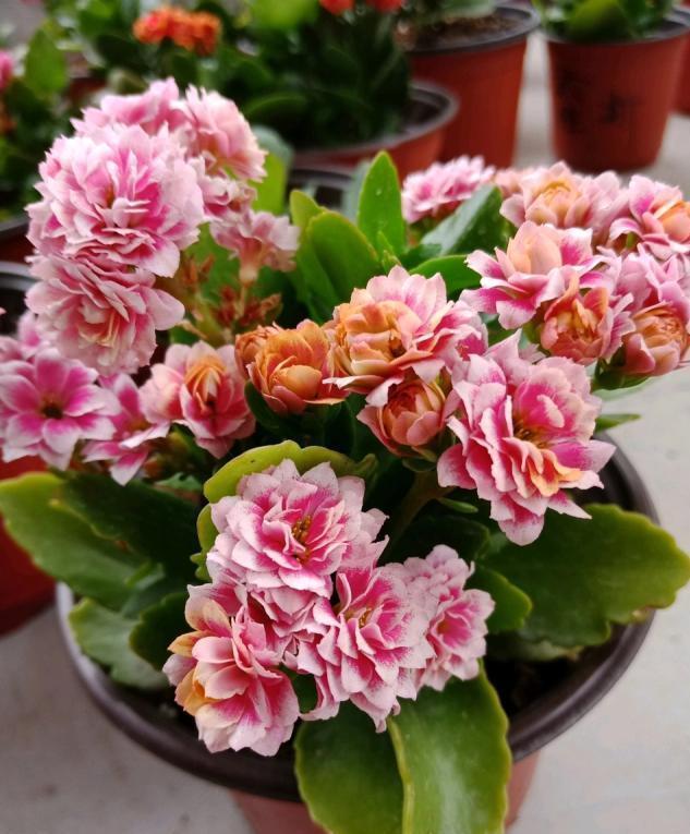 9种漂亮花,现在扦插“正当时”,喜欢别错过