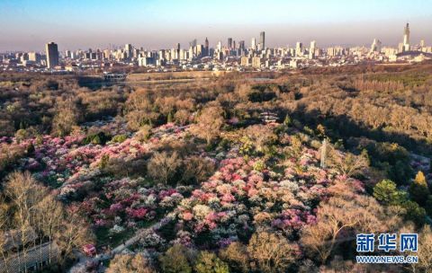 老年|赏梅看花望金陵