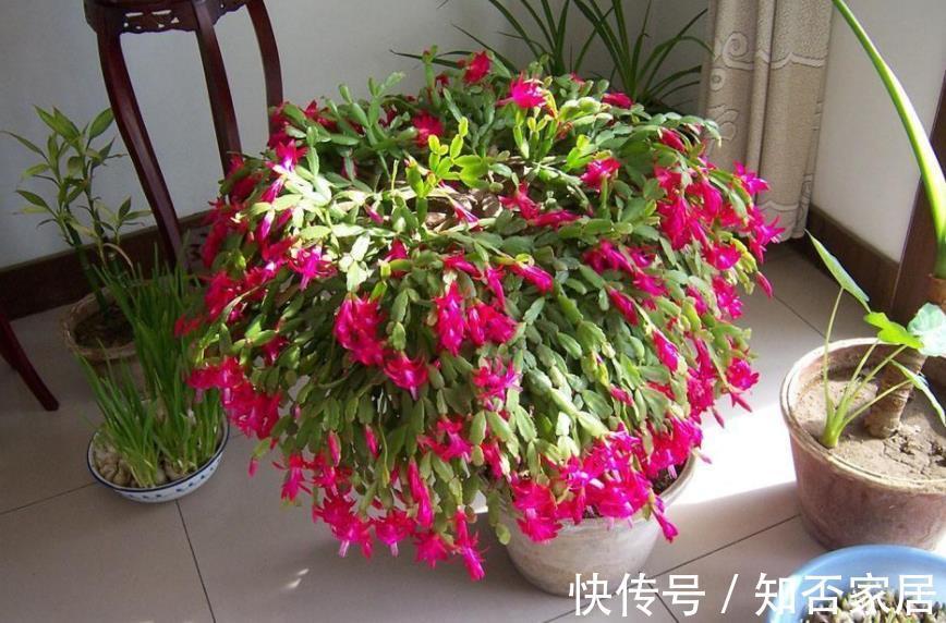 空气干燥器|三伏天,家庭养花,不注意这些地方,害虫爬满盆栽,保不住