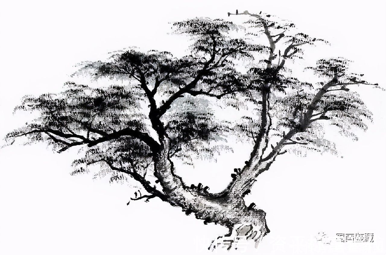 枝干@中国画如何画松树、丛树、柳树、竹林,中国画树的画法大全