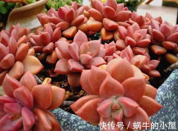 姬胧月|盘点9款上色快的多肉,皮实好养颜值高,适合新手和懒人