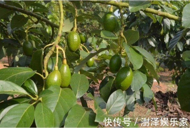 牛油果|牛油果营养不会挑教你3个妙招挑牛油果，挑到成熟好吃不变质