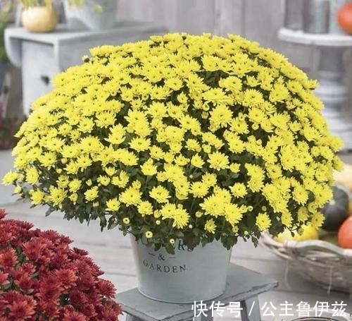 植物|球菊——秋天最值得入手的开花植物