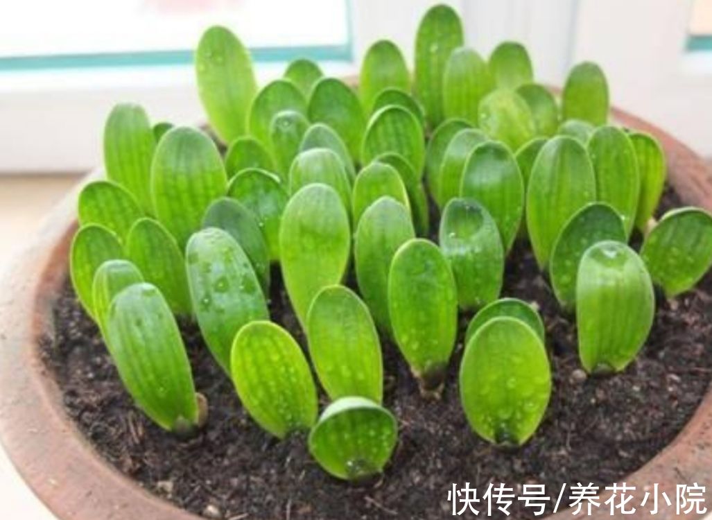 君子兰用种子繁殖，方法很简单，一次能培育十几棵