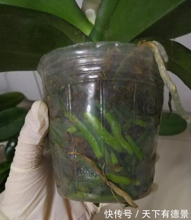 花卉|5种“漂亮花”，平时少浇水，旱不死，开花更准时