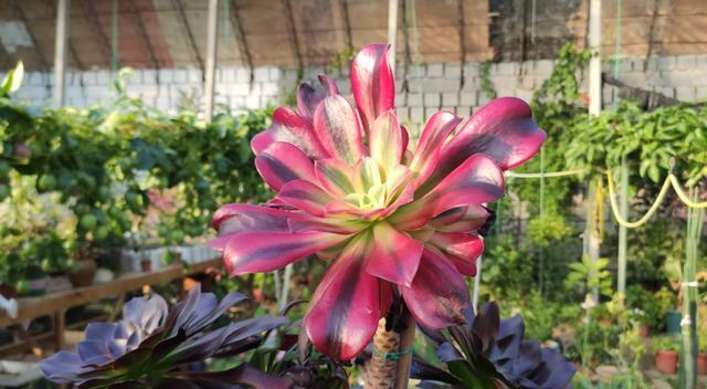  春季|多肉法师冬季开花不要剪，做好3点赏花100天，春季爆侧芽