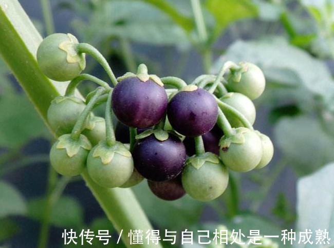 缓解|龙葵虽不起眼，浑身是宝，缓解近视，清热解毒，消肿利尿，治烧伤