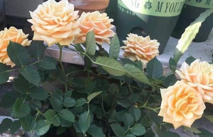 月季花后修剪常犯的4个错误,看看你中了几个