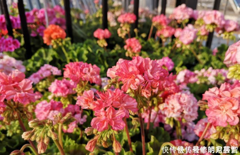 5种晒不死的花,一年四季都开花,不养它们别说你喜欢养花