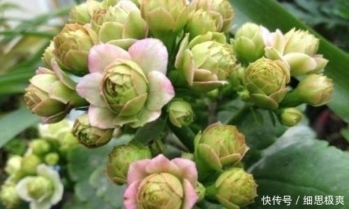 松针叶|想长寿花多冒苞,土里埋下这“两”料,顺利春化,绽放层叠群花