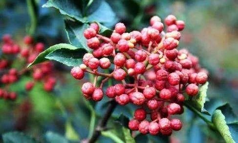 艾草|你真的会用艾草吗?艾草的4种妙用,能缓解痛经、补中益气