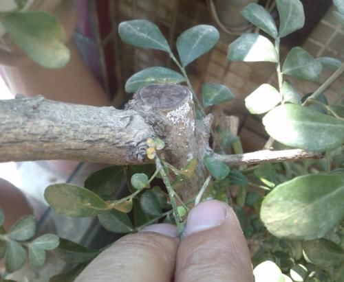 再贵也要养一盆，花开220天，温度越高它越香，懒人都爱了