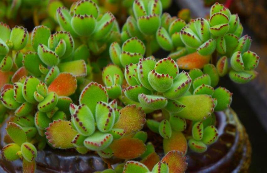 植株|盘点5种最不好养的多肉,各种问题多,花友慎入