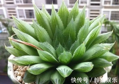 多肉三角琉璃莲怎么养教你3个小妙招,养出最饱满的三角琉璃莲