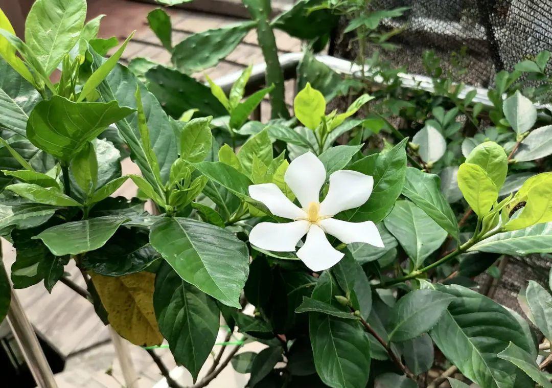 花成了光杆司令，剪一刀撒点药，很快冒新芽