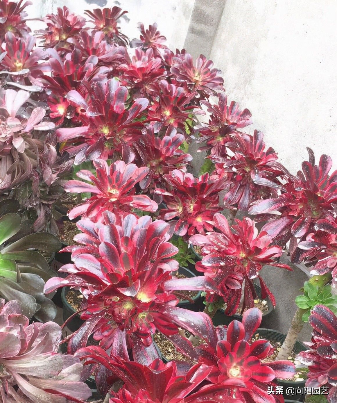 秋天的法师生长加速，给它浇点液体肥，长得快，叶子伸展得更漂亮