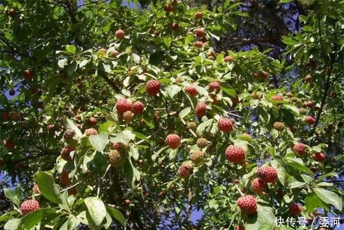 钱包|农村这种野果,长得像荔枝可以酿酒,有人靠它让钱包变得越来越鼓