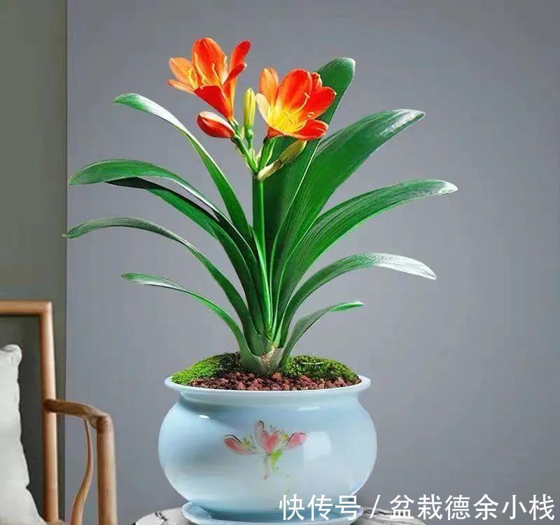 根系|君子兰花后也要做月子,不然可能再也开不了花