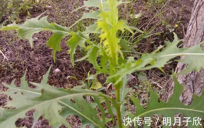 清肠|长寿老人爱吃3种食物，排毒清肠，刮油消脂，营养又瘦身！