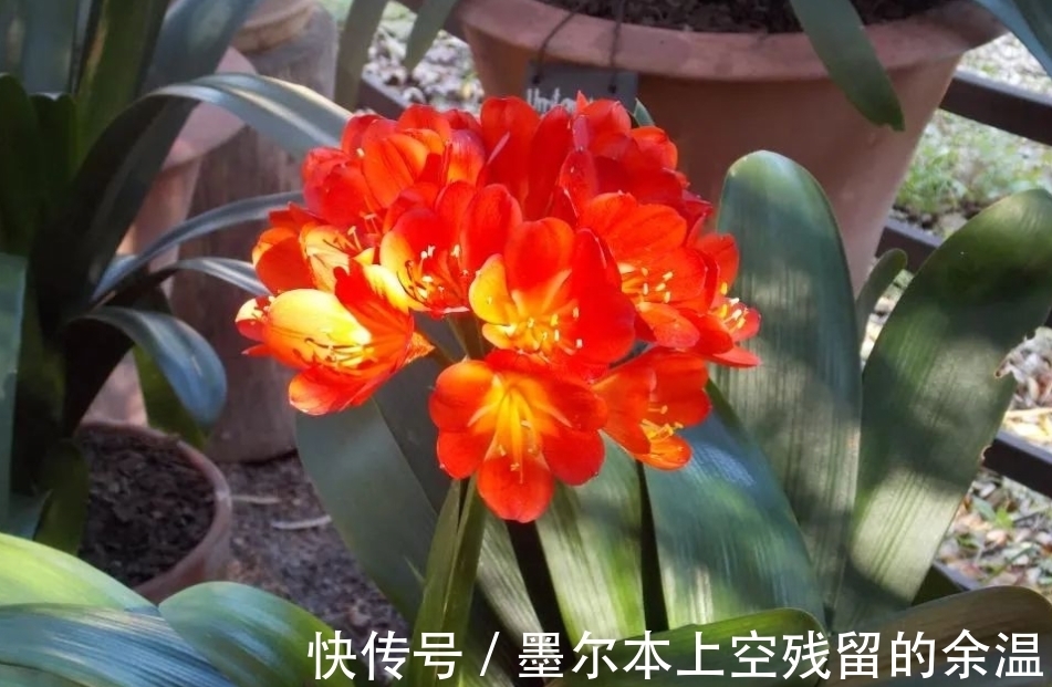 闲话君子兰和啤酒之间的关系、养护方法