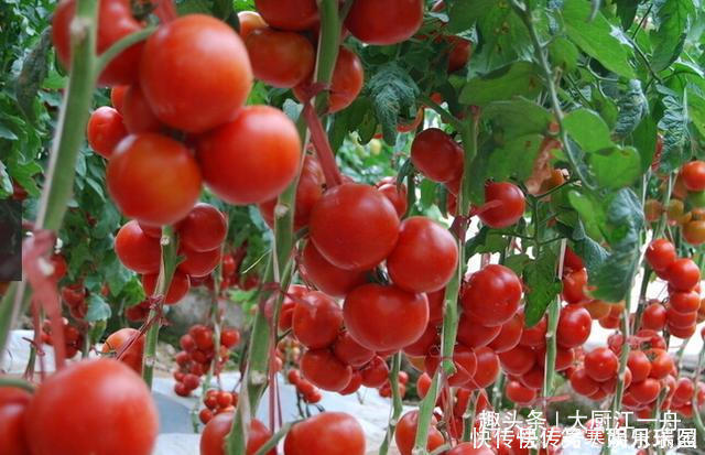 江一舟|才知道,原来辨别“激素番茄”这么简单,牢记4点,别再买错了