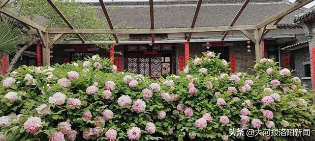 “喝”肉汤的“牡丹花王”藏身洛阳农家小院，单株牡丹盛开超500朵