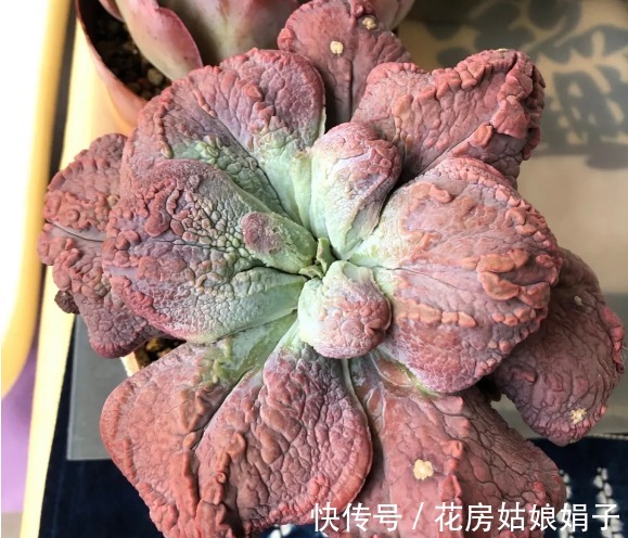 名字|没有很丑只有更丑的多肉,8种丑多肉,看完你还能保持淡定吗?