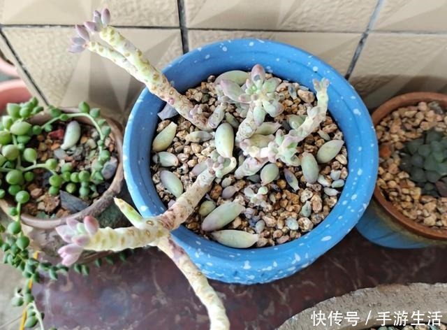 这5种多肉很难养,新手不敢碰,老手很小心,看看你家有没有!