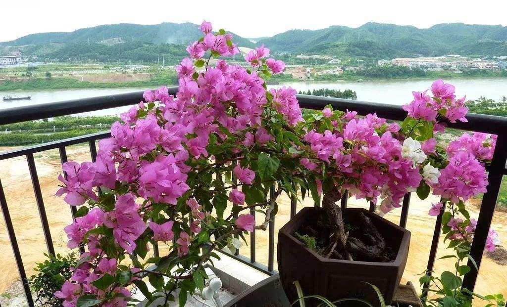 三角梅“催花”有妙招!教你这样做,花苞不间断!