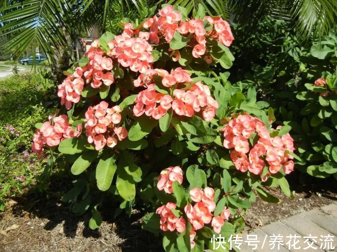 阳台养盆栽铁海棠四季开花的技巧,做好这几点特别关键