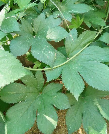 痈疖肿毒|农村随处可见的野草,你知道它可以干什么吗?