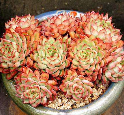 多肉徒长太难看,别急,1分种教你变“群生”和“老桩”!