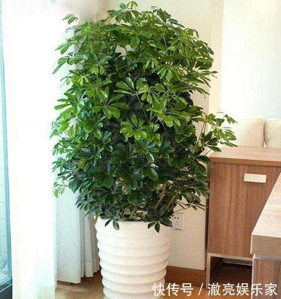 修剪|家养“招财树”，一根孤零零一刀修剪，枝繁叶茂，财源广进