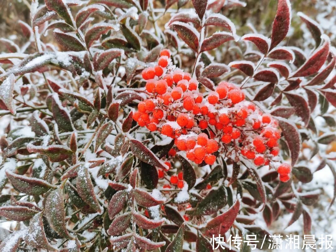 秀雪|南方多地迎来今冬初雪！网友：南方孩子的冬季限定快乐来了