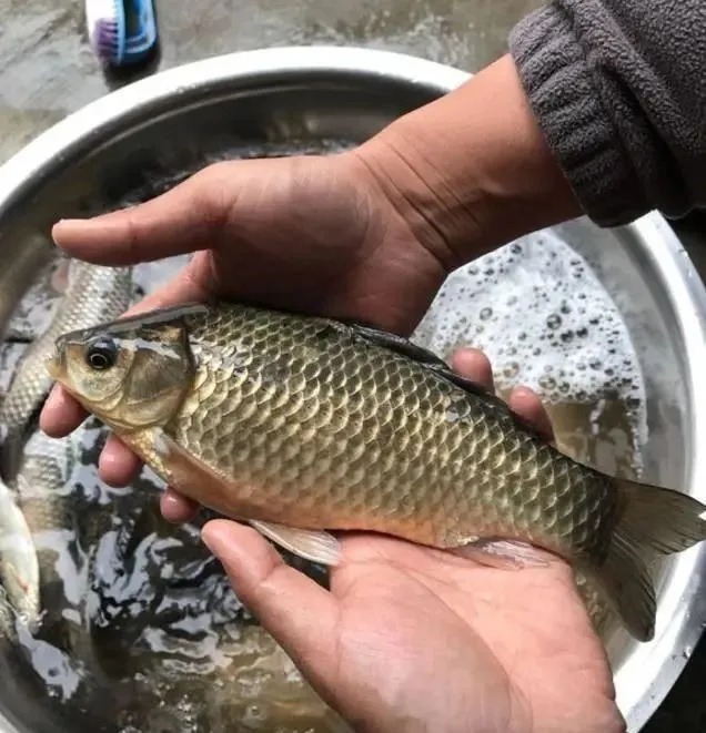 钓友|用蚯蚓作钓时,露钩尖好还是不露钩尖好?垂钓大师一语道破!