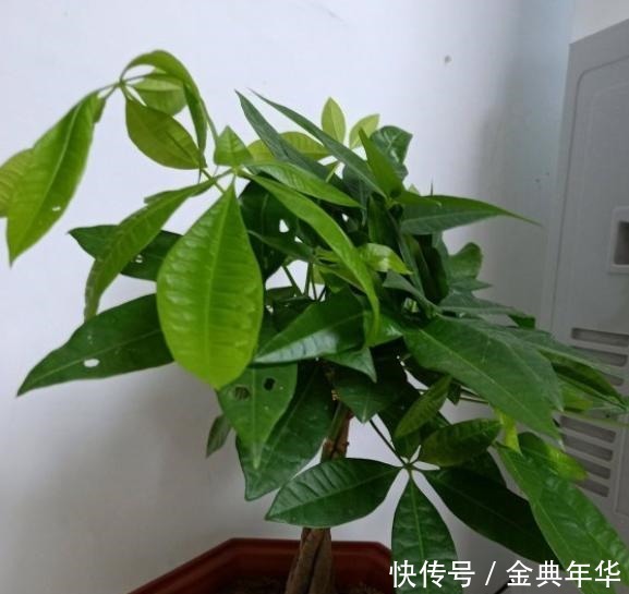 发财树就是这么好养,只需4步,枝叶繁茂,再也不黄叶烂根