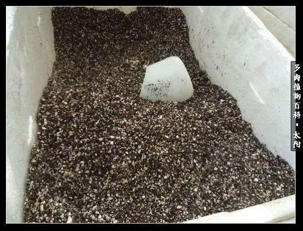 会开花的“石头”番杏科多肉植物“生石花”的养护心得!