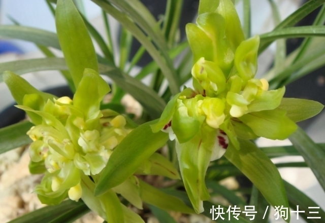 喜欢兰花的,这个品种要入一盆,香气浓烈醇正,被誉为香花之王