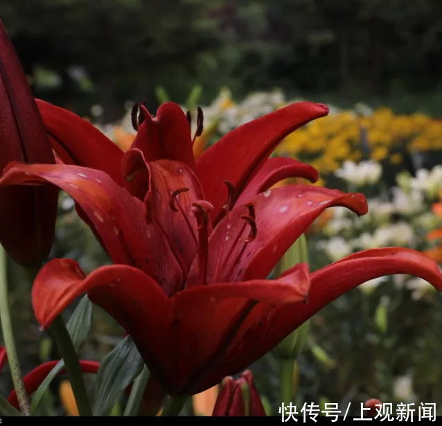 百合花|金山这里不仅能欣赏到大片的百合与睡莲，还有这些精彩活动→