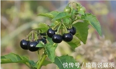 农作物|农村一种“黑色”野果,殊不知它还可散瘀消肿,清热解毒