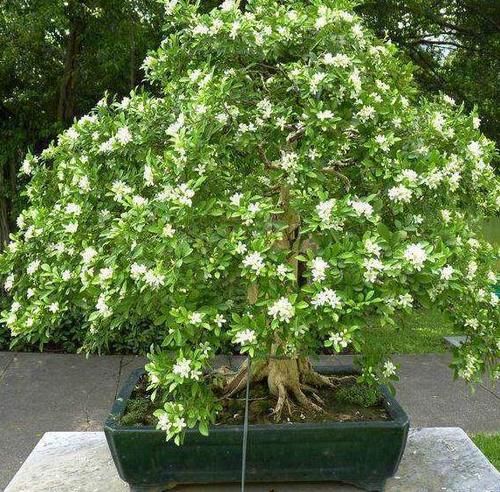  不烂|盆栽九里香，该怎么管理才能不烂根？早预防早治疗？