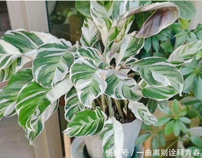 4种花好养又漂亮，比玫瑰美，比绿萝好养，花开不断怒放全年