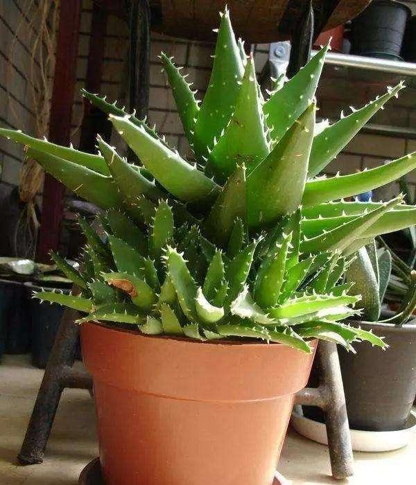 邻居王奶奶是个“芦荟迷”,养成芦荟“老桩”,枝干像胳膊粗